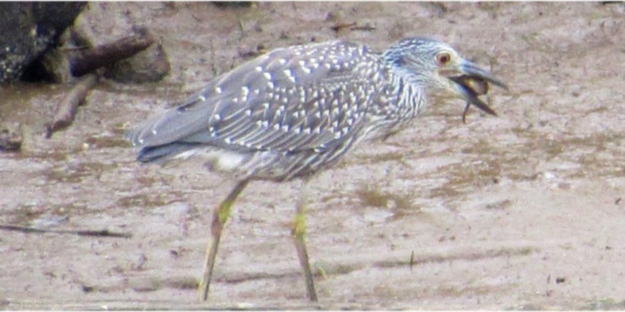 Yellow-crowned Night-Heron at Annapolis Royal Marsh - Aug. 30, 2021 - Larry Neily